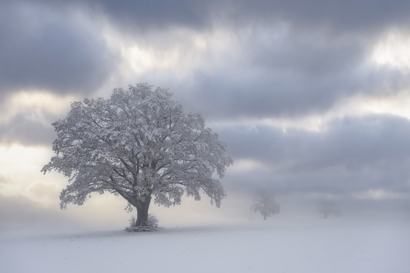 Frozen Woodland Solitaire Wall Mural - 2574652
