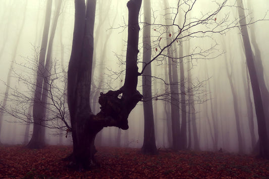 Gothic Woodland Forest Wall Mural - 2564922