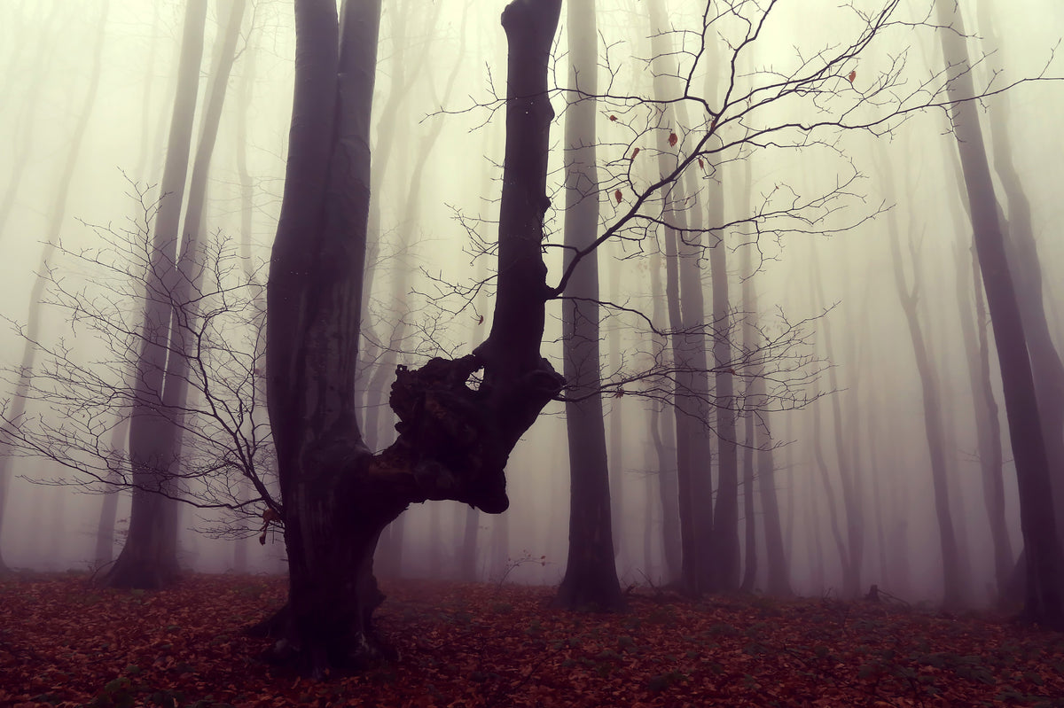 Gothic Woodland Forest Wall Mural - 2564922