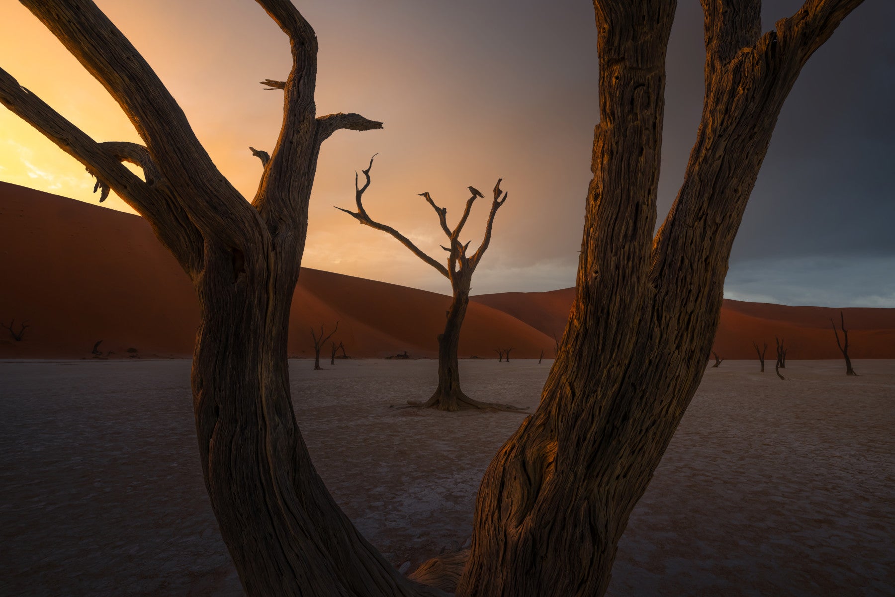 Arid Woodland Ghost Wall Mural - 2356785