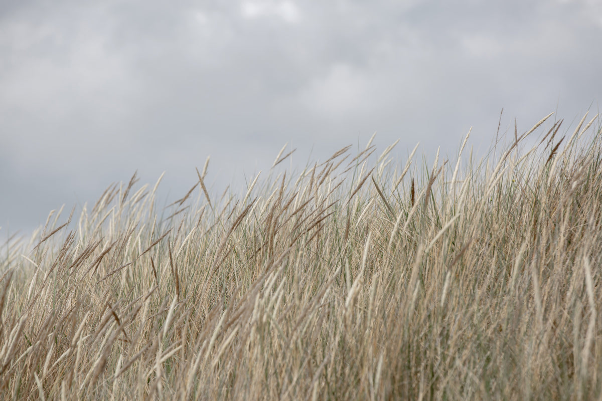 Woodland Dune Grass Wall Mural - 2658152