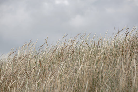Woodland Dune Grass Wall Mural - 2658152