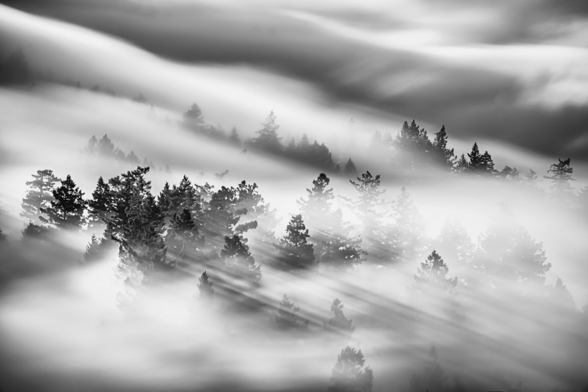 Woodland Mist Velocity Wall Mural - 2538724 in your room