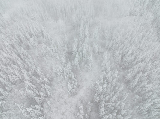 Frosted Canopy Wall Mural - 2583738