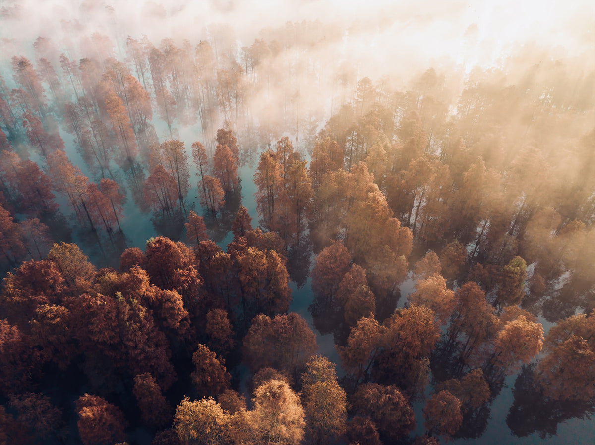 Misty Autumn Forest Wall Mural - 2465549 in your room — zoomed