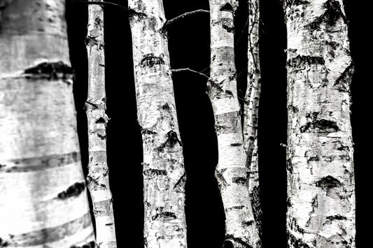 Monochrome Woods Wall Mural - 2658143