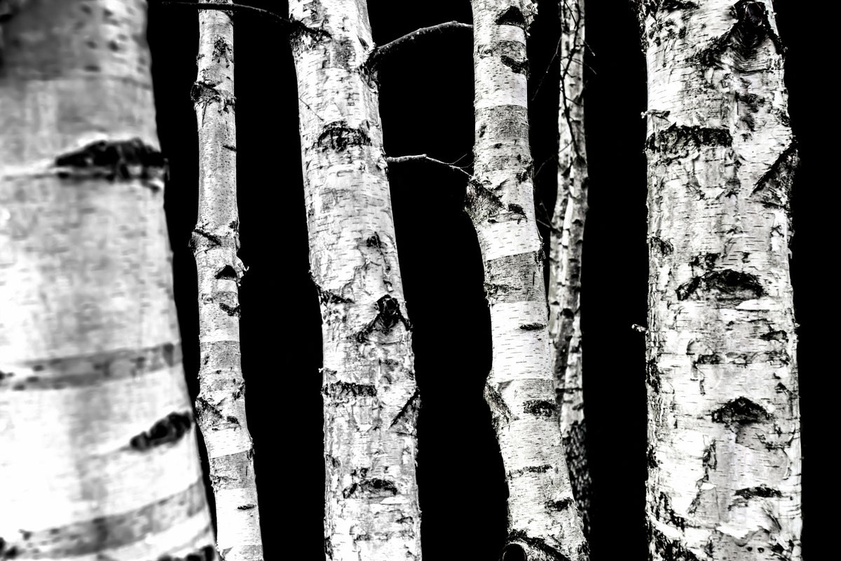 Monochrome Woods Wall Mural - 2658143 in your room
