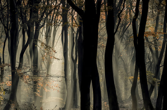 Mystic Woods Wall Mural - 2401991