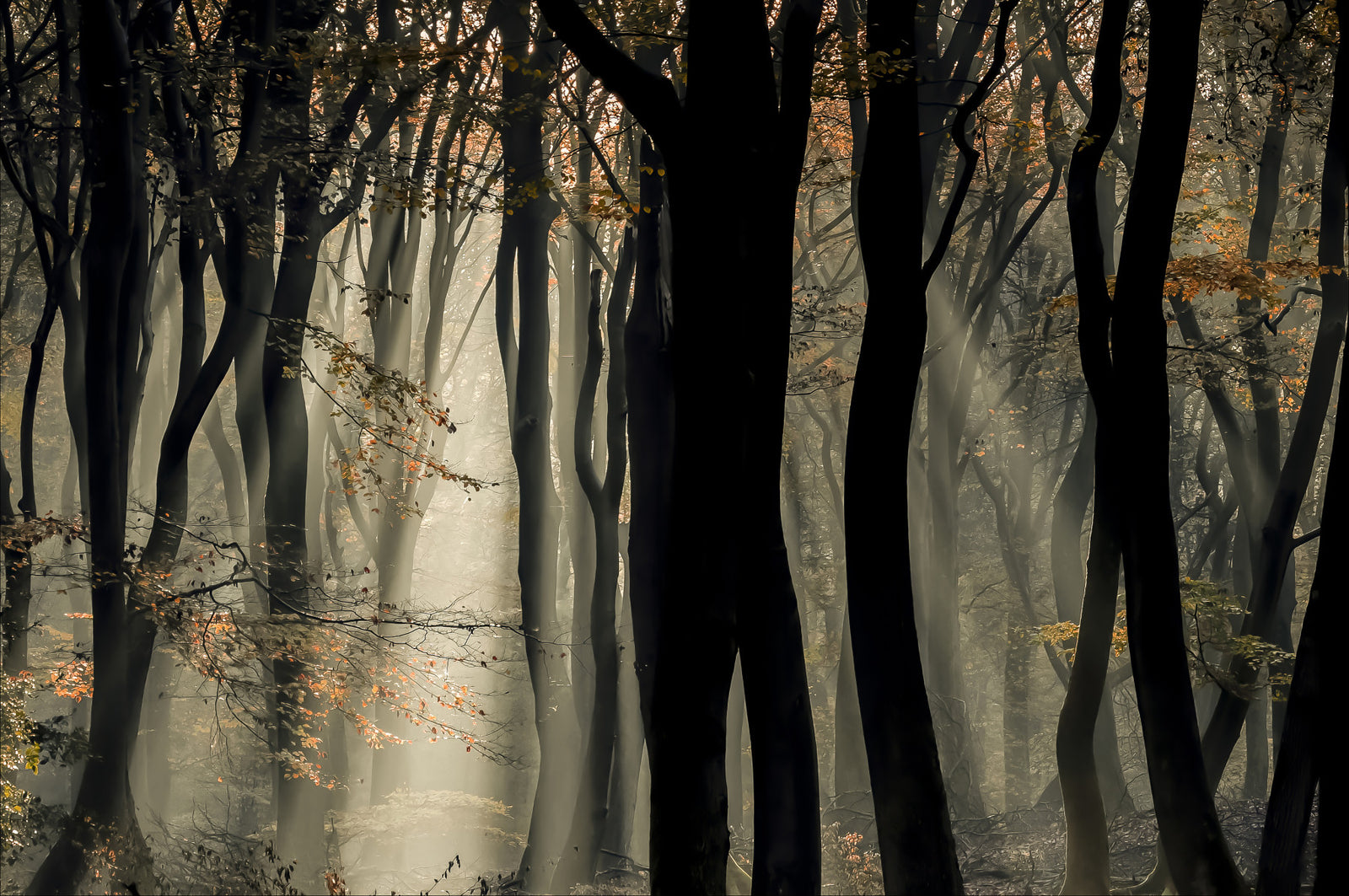 Mystic Woods Wall Mural - 2401991 in your room