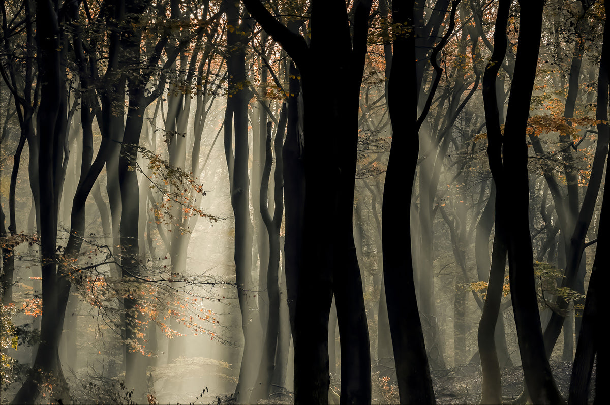 Mystic Woods Wall Mural - 2401991 in your room — zoomed