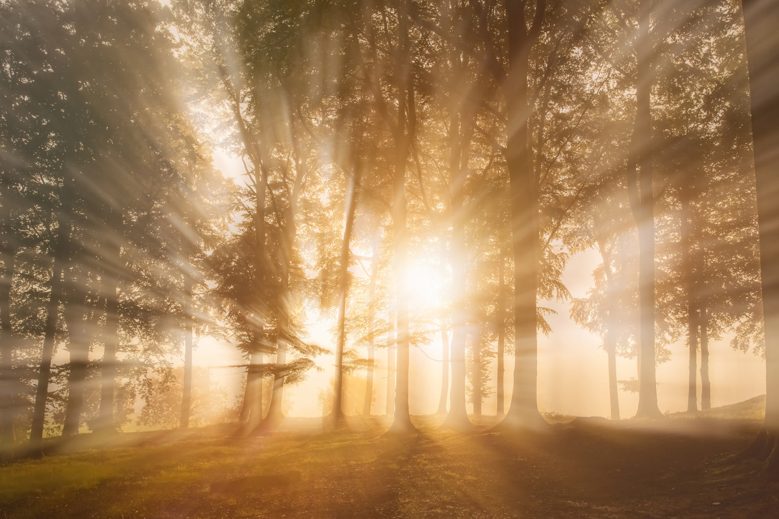 Golden Rays Through Trees Wall Mural - 2231289