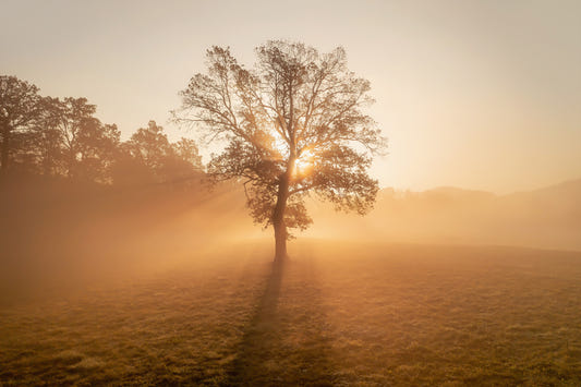 Golden Mist Tree Wall Mural - 2263970