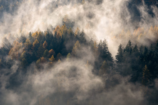 Misty Woods Serenity Wall Mural - 2463916