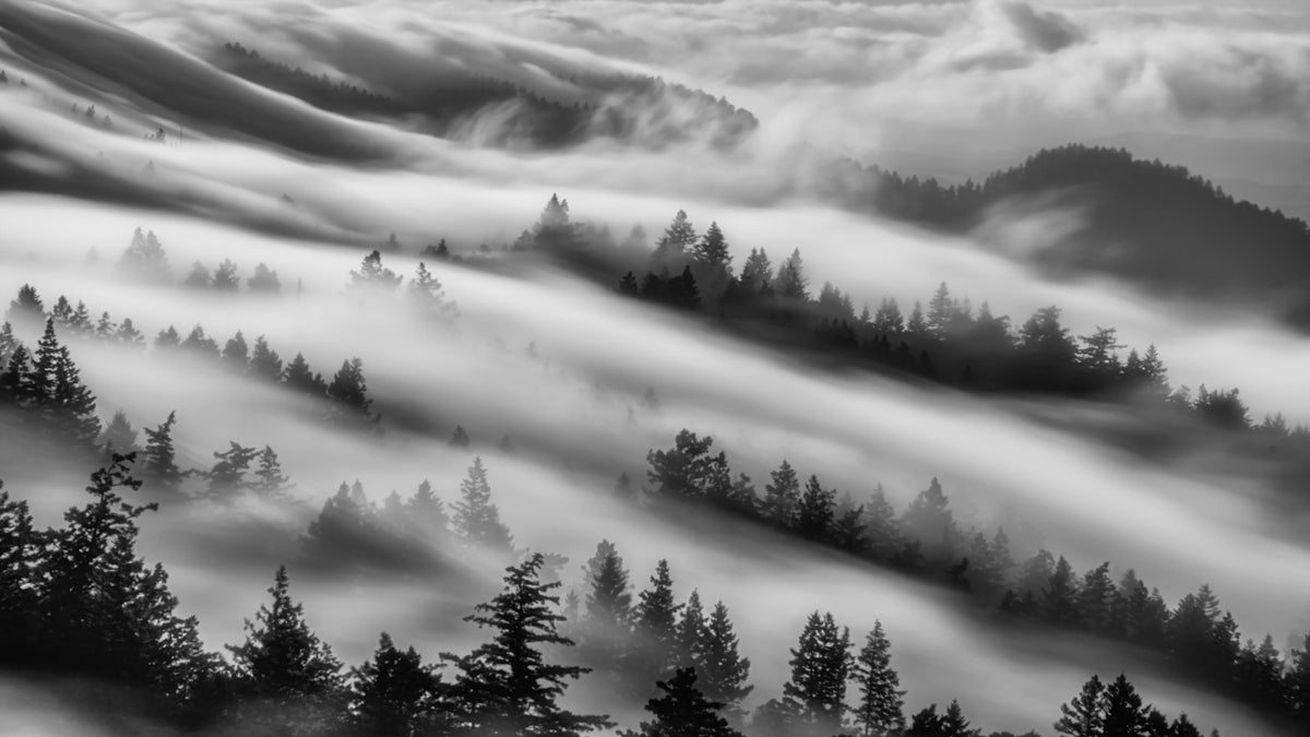 Forest Veil Wall Mural - 2538723 in your room — zoomed