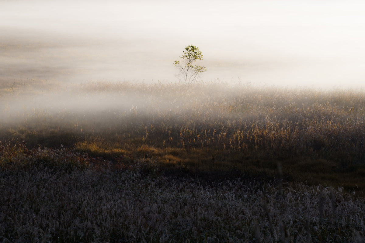 Misty Dawn Meadow Wall Mural - 2402841 in your room — zoomed