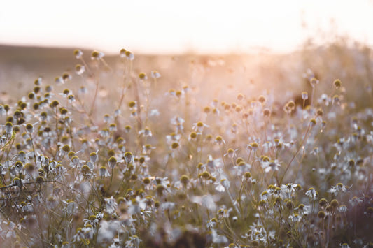 Meadow Bloom Sunset Wall Mural - 2658148