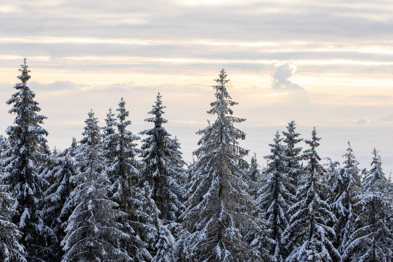 Winter Pine Serenity Wall Mural - 2658233