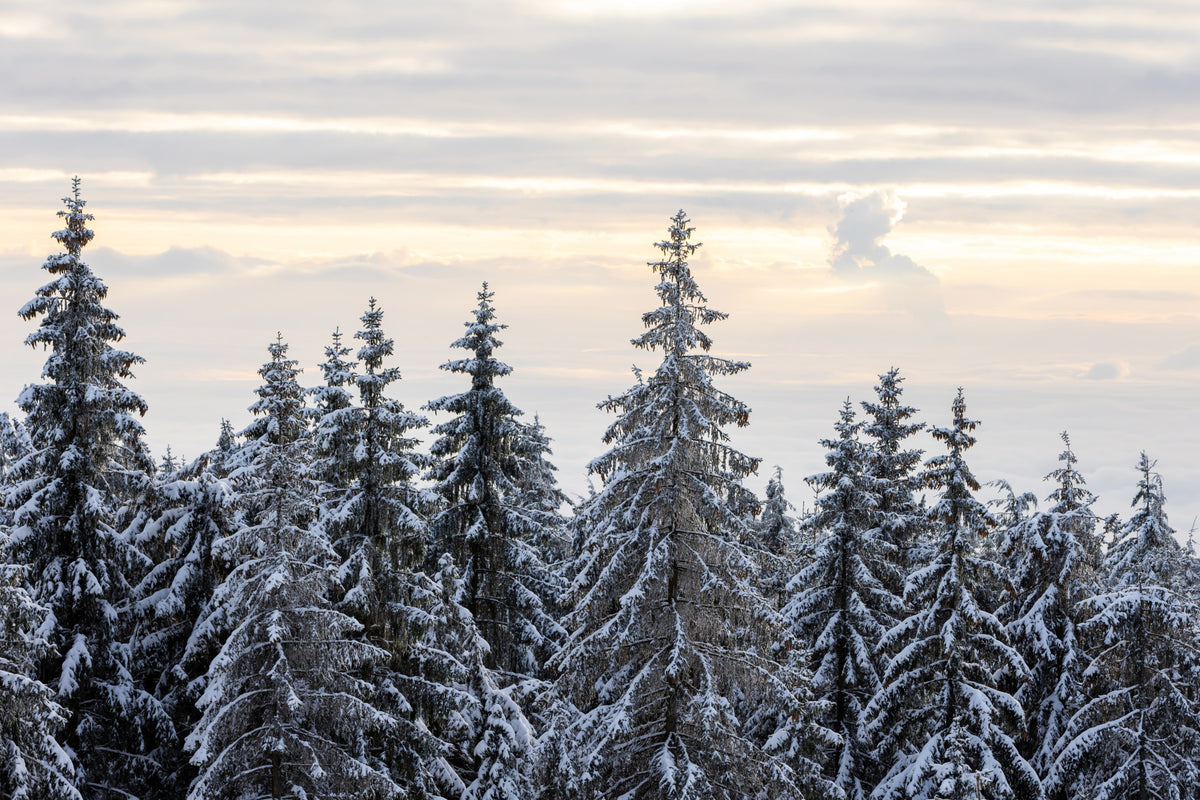 Winter Pine Serenity Wall Mural - 2658233 in your room