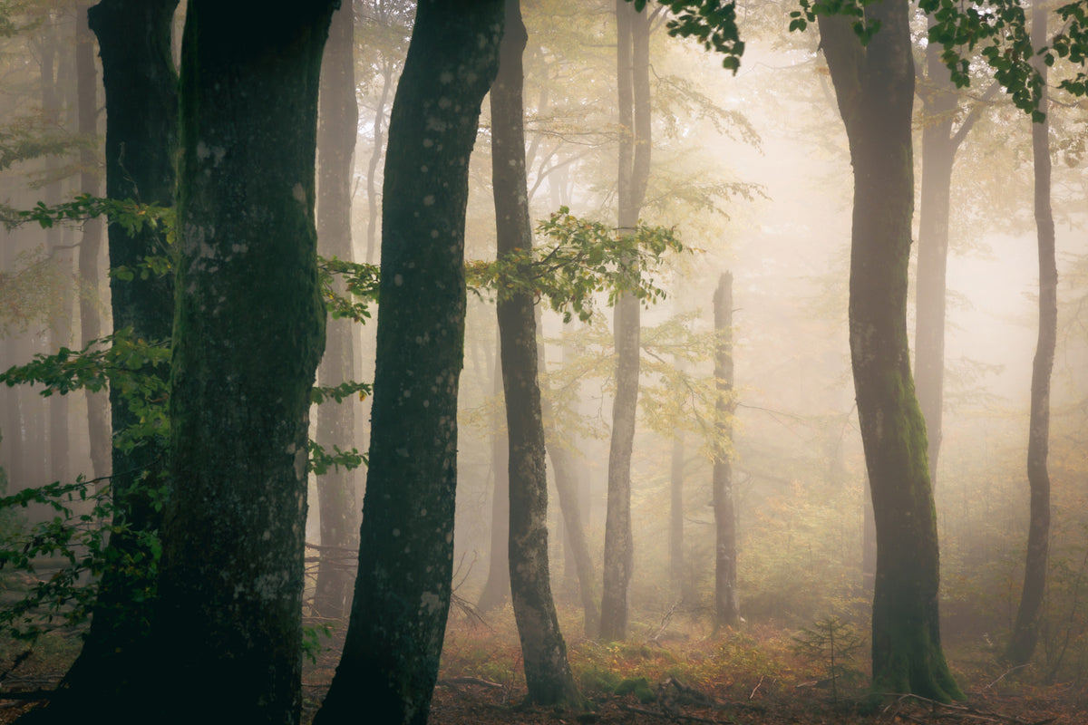 Tranquil Grove Wall Mural - 2364832 in your room