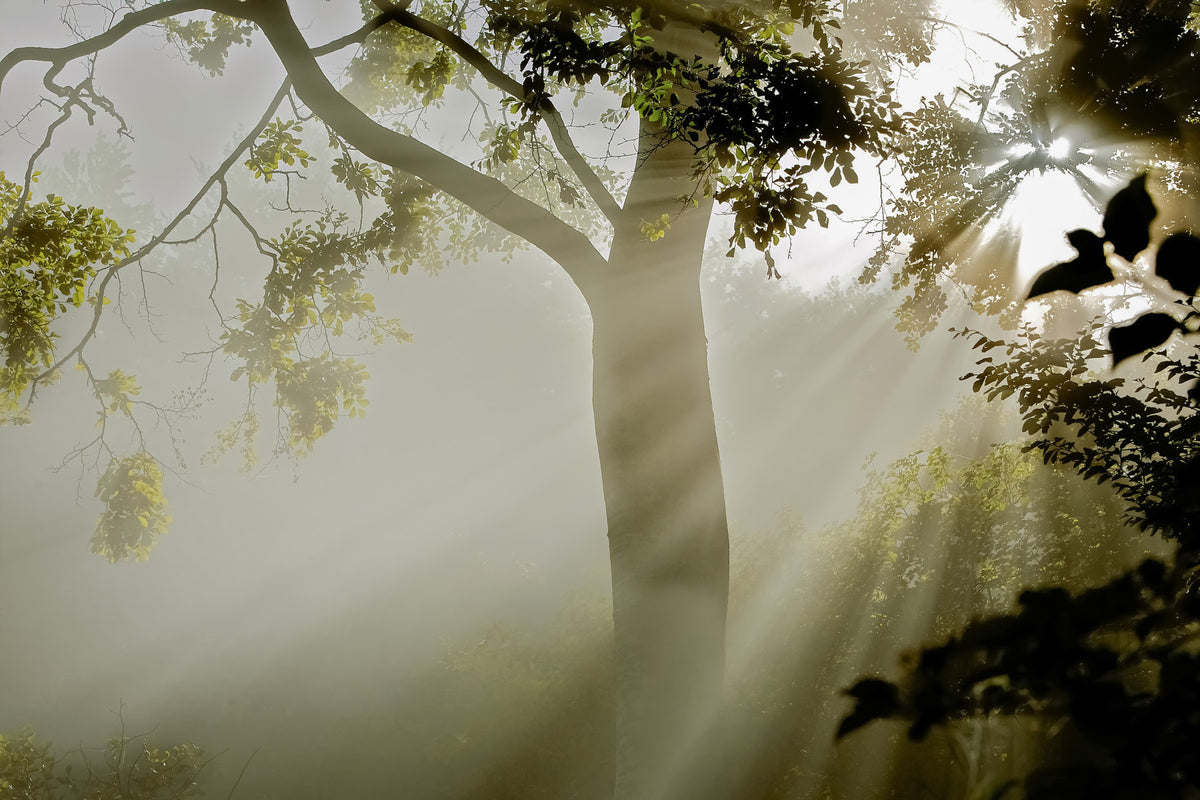 Forest Serenity Wall Mural - 2319691 in your room