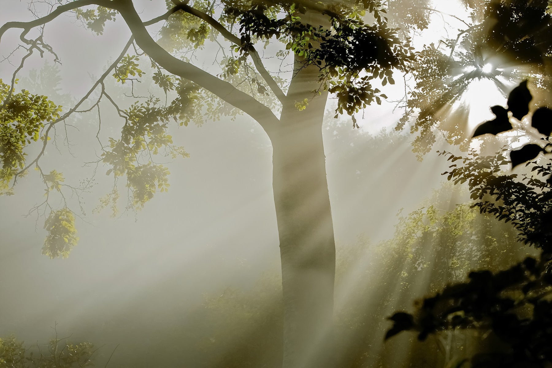 Forest Serenity Wall Mural - 2319691