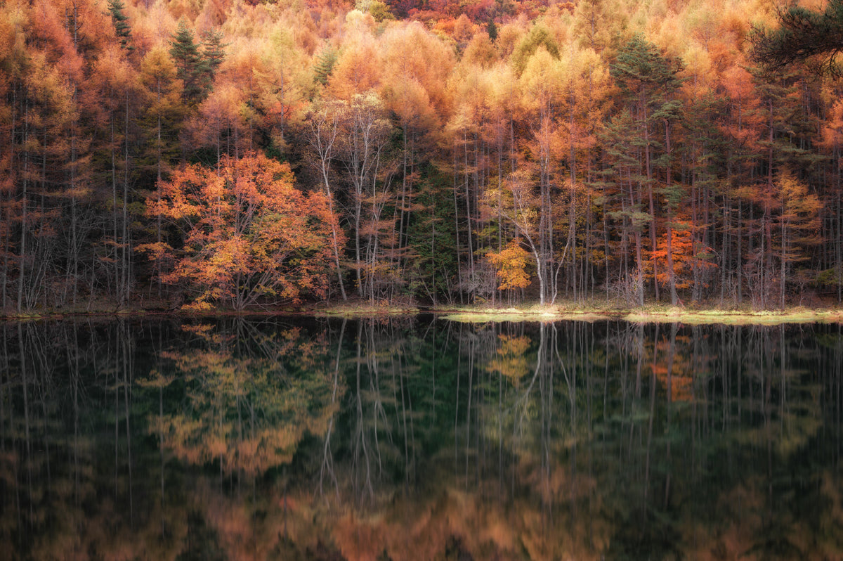 Forest Mirror Wall Mural - 2264464 in your room — zoomed