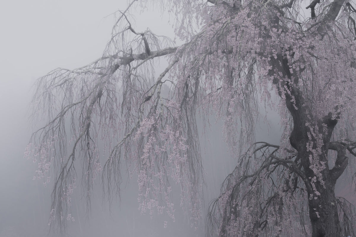 Whispers of Spring Wall Mural - 2403158 in your room — zoomed