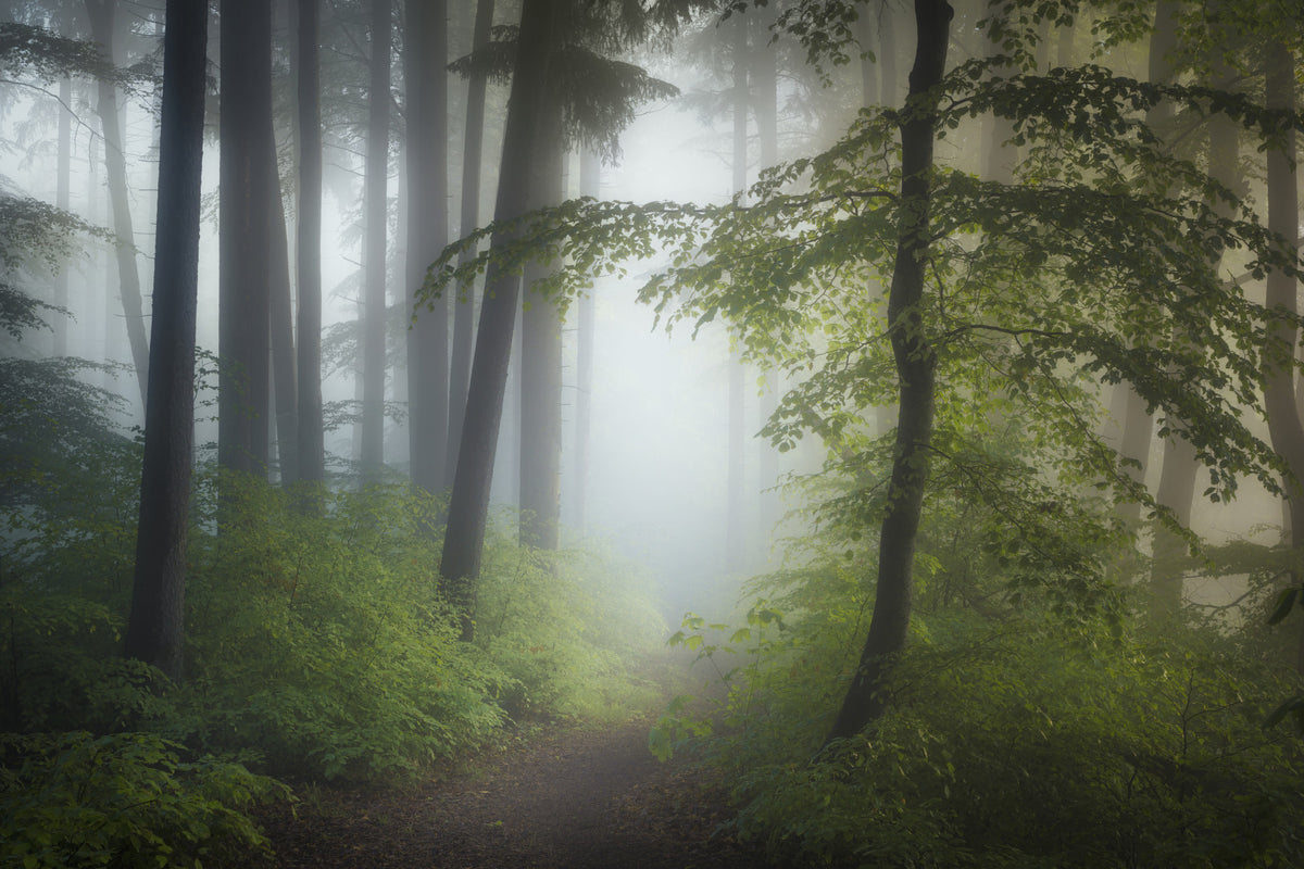 Misty Woods Escape Wall Mural - 2363134