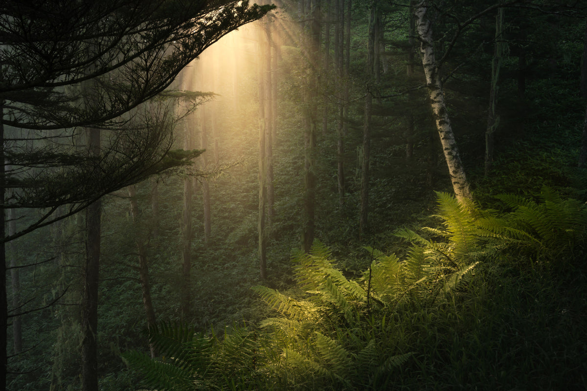 Sunlit Forest Wall Mural - 2331977 in your room — zoomed