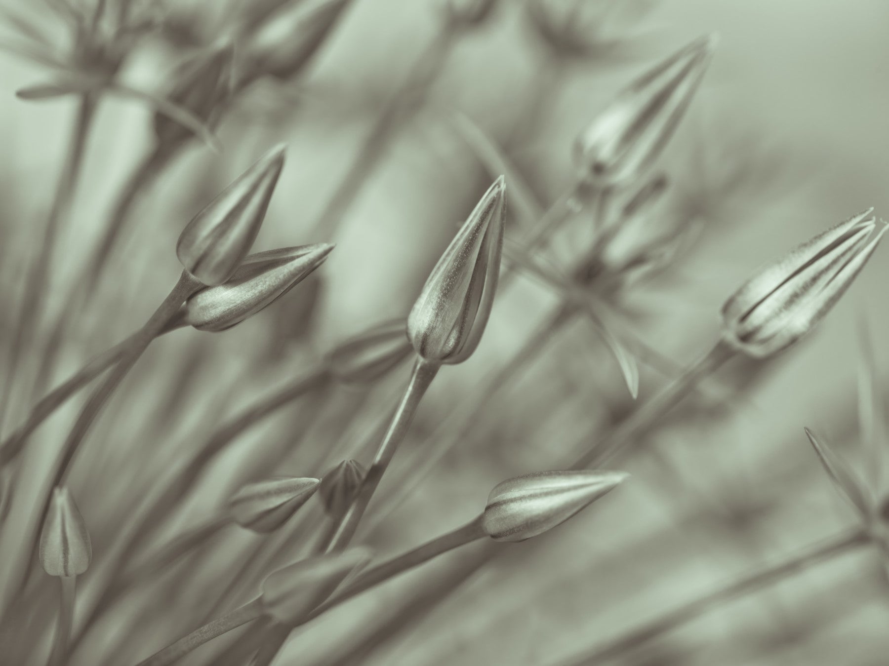 Symphony of Alliums Wall Mural in your room — zoomed