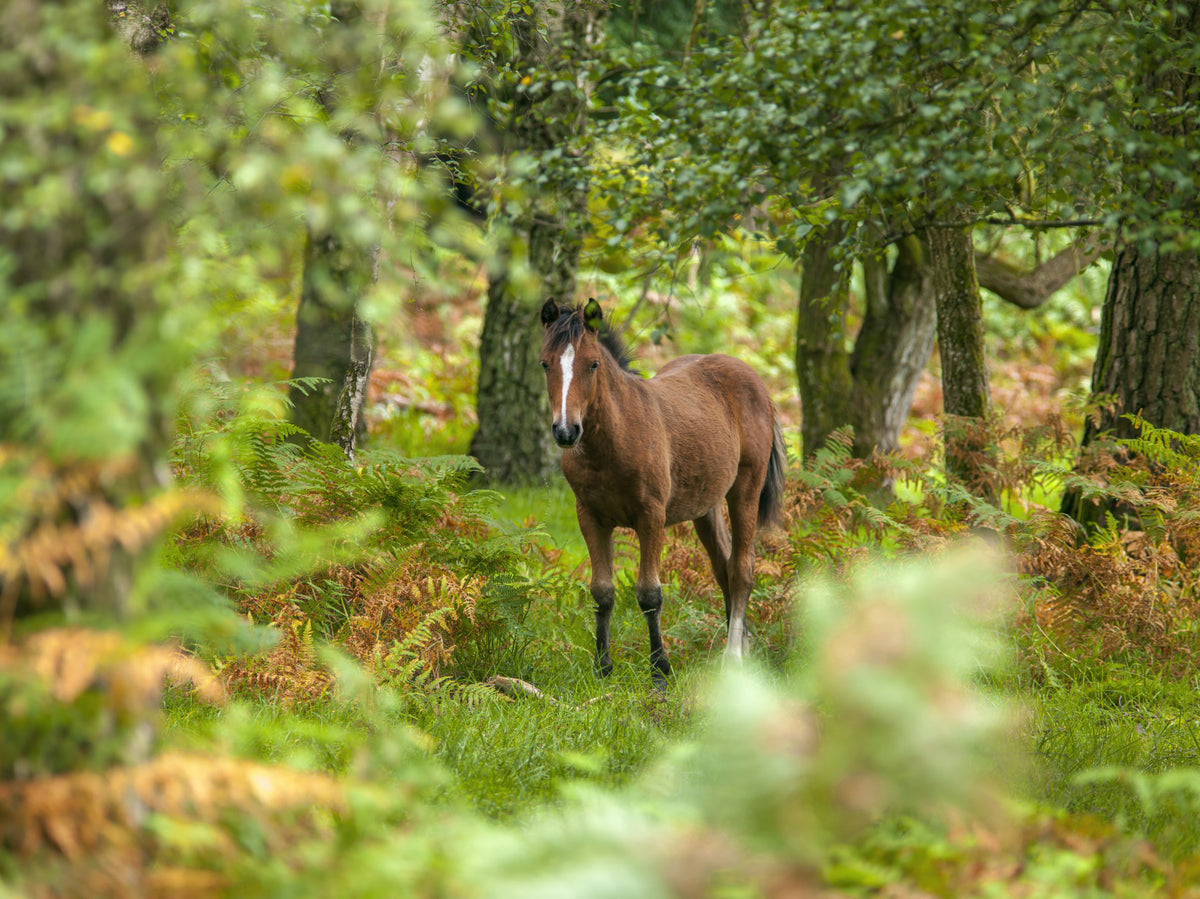 New Forest Nomad Wall Mural in your room — zoomed