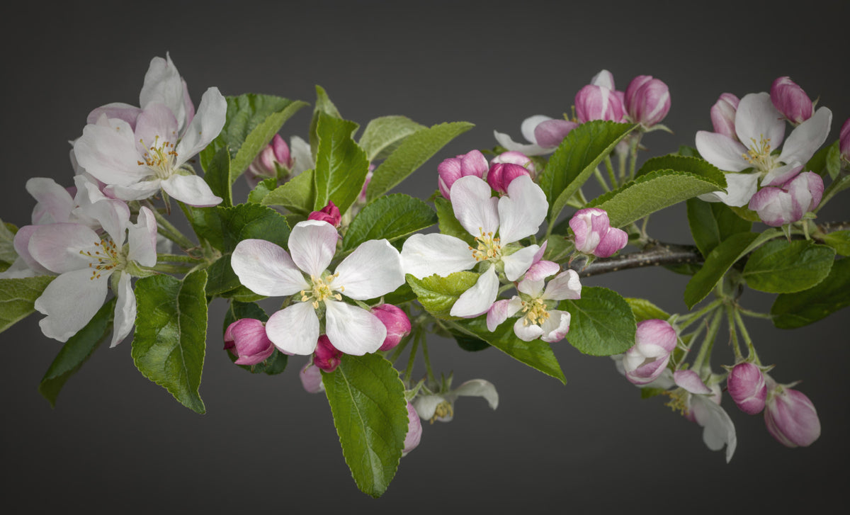 Apple Blossom Charm Wall Mural in your room — zoomed
