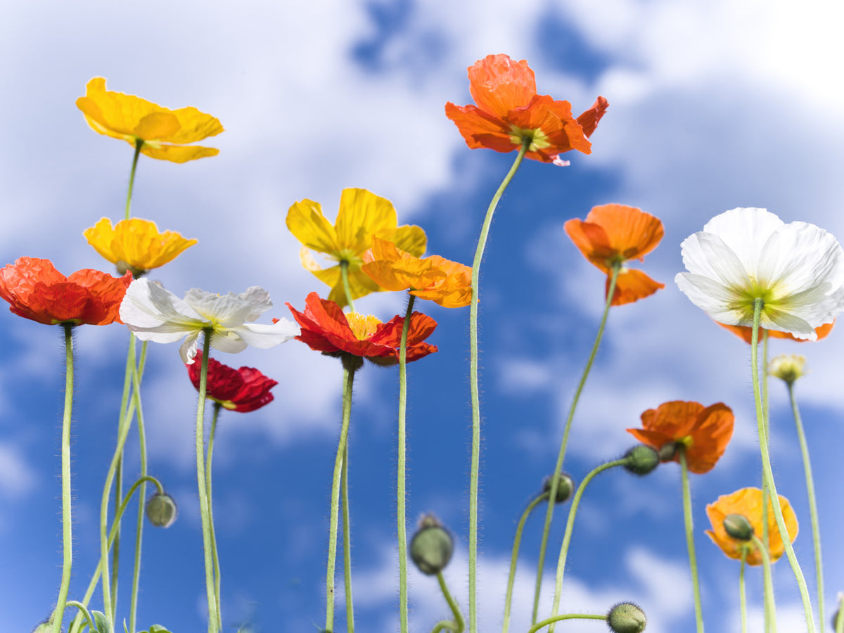 Blue Sky Bouquet Wall Mural in your room — zoomed