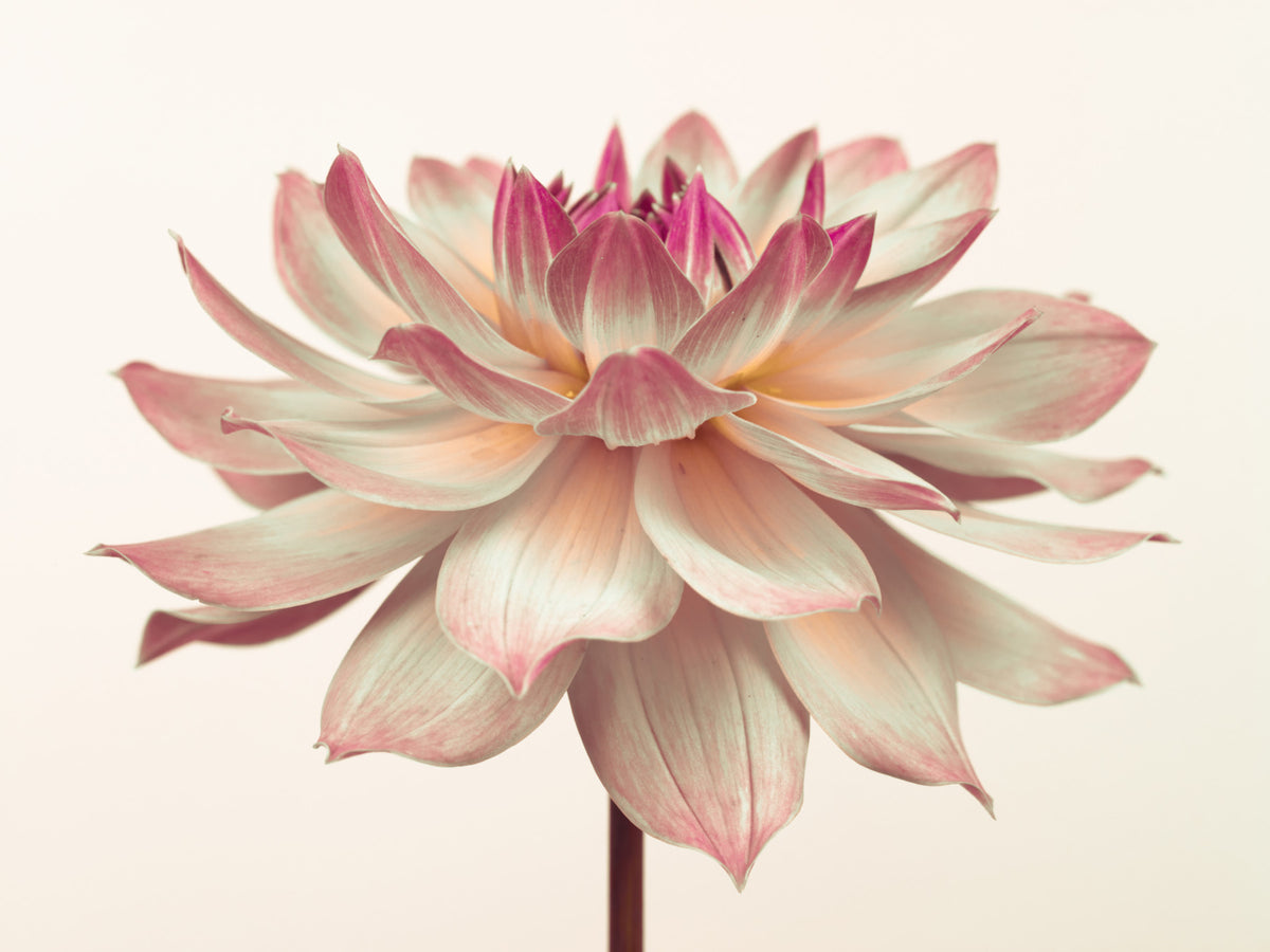Pink Dahila Wall Mural in your room