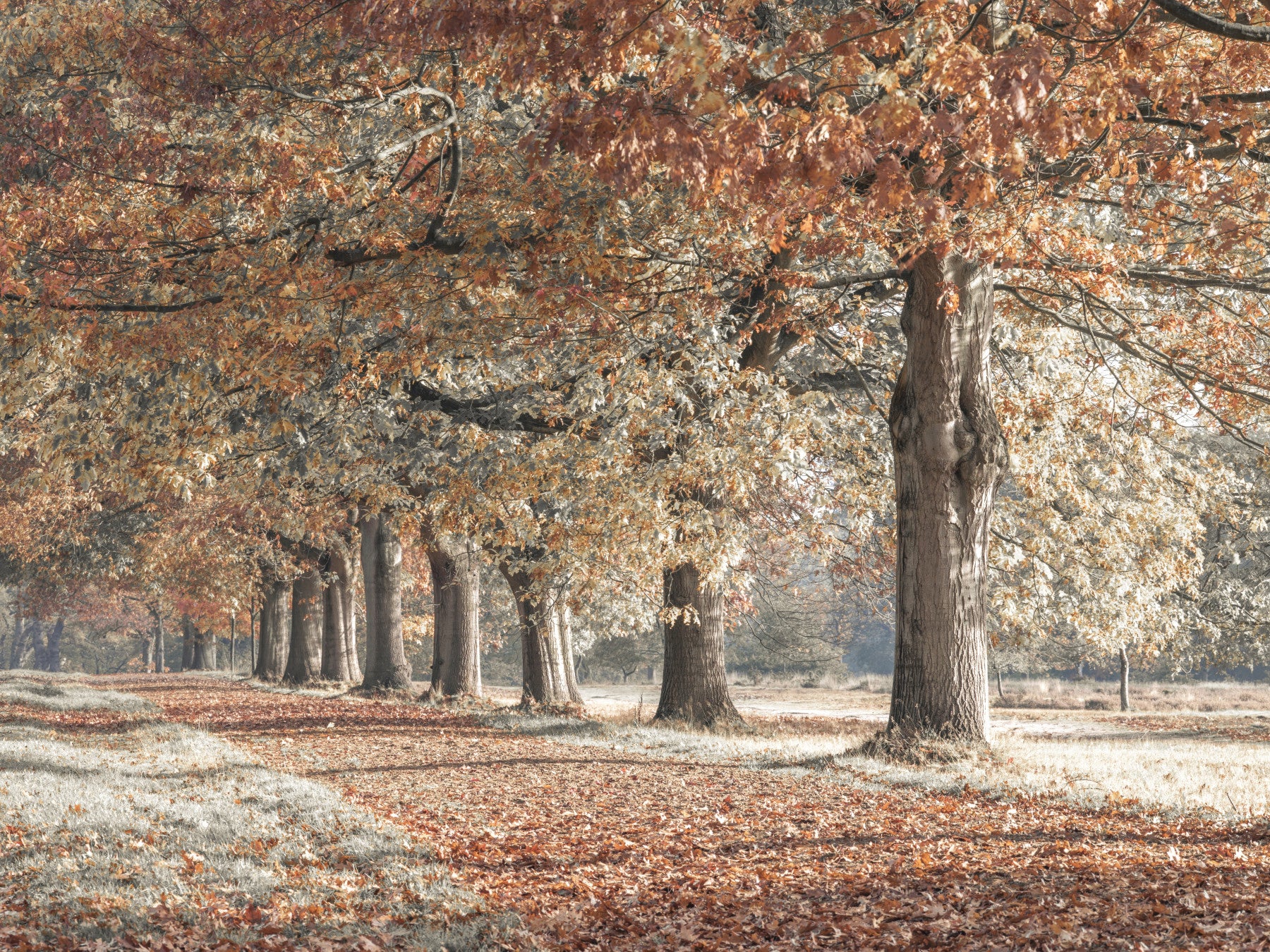 Fall Splendor Wall Mural in your room — zoomed