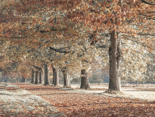 Fall Splendor Wall Mural