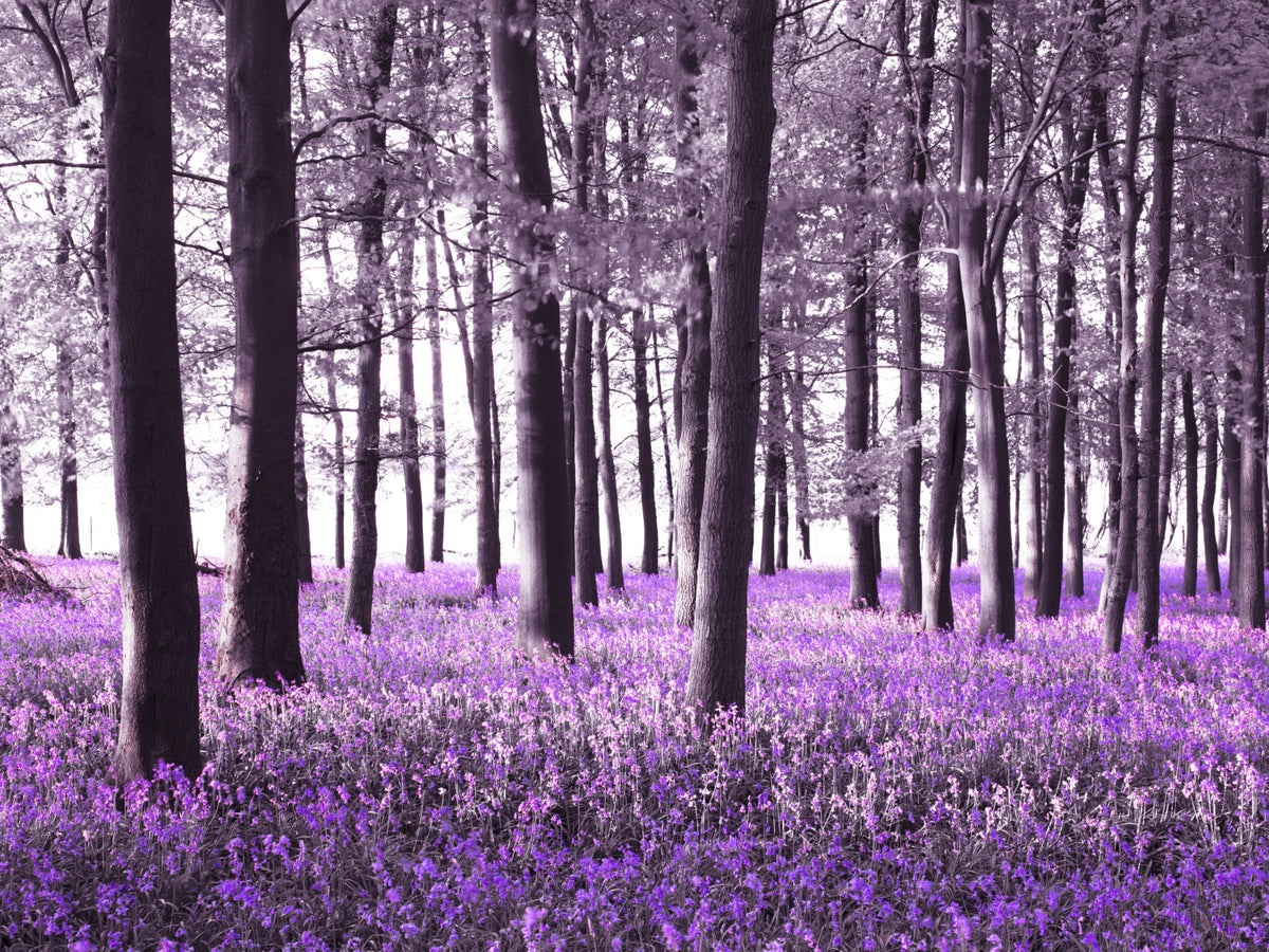 Mysteries of Bluebell Forest Wall Mural