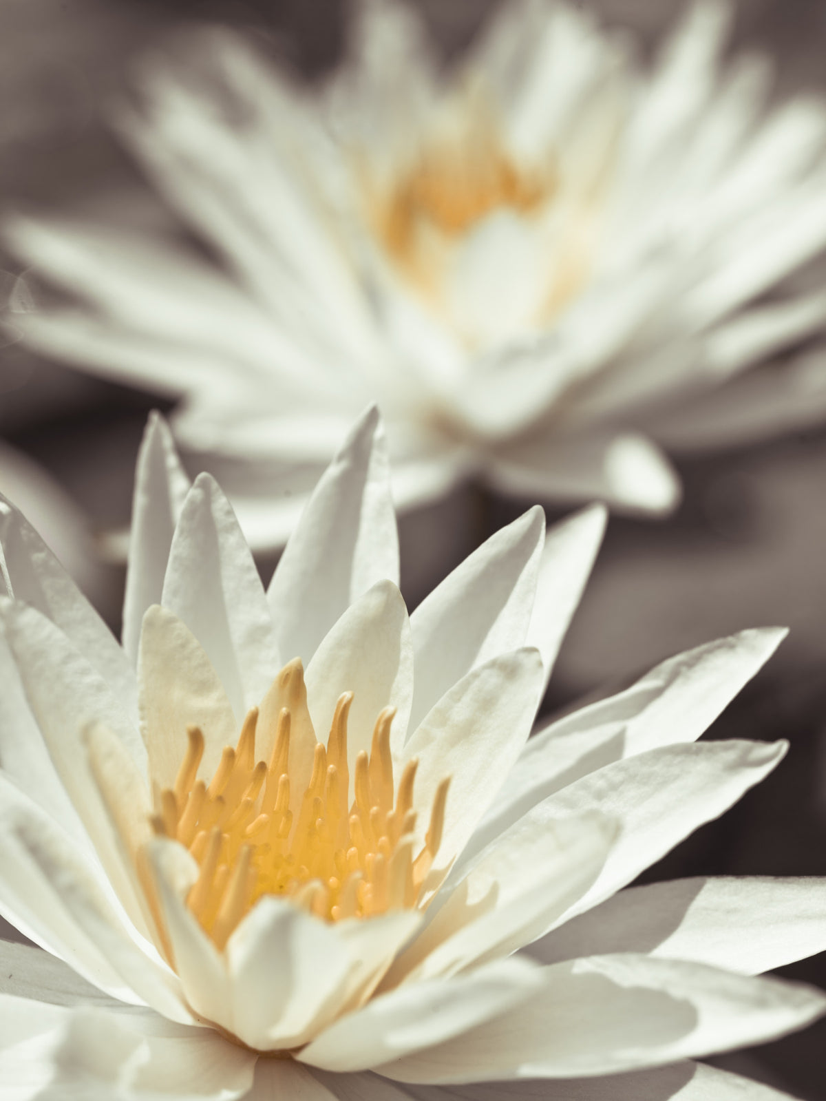 Whispering White Lilies Wall Mural in your room — zoomed