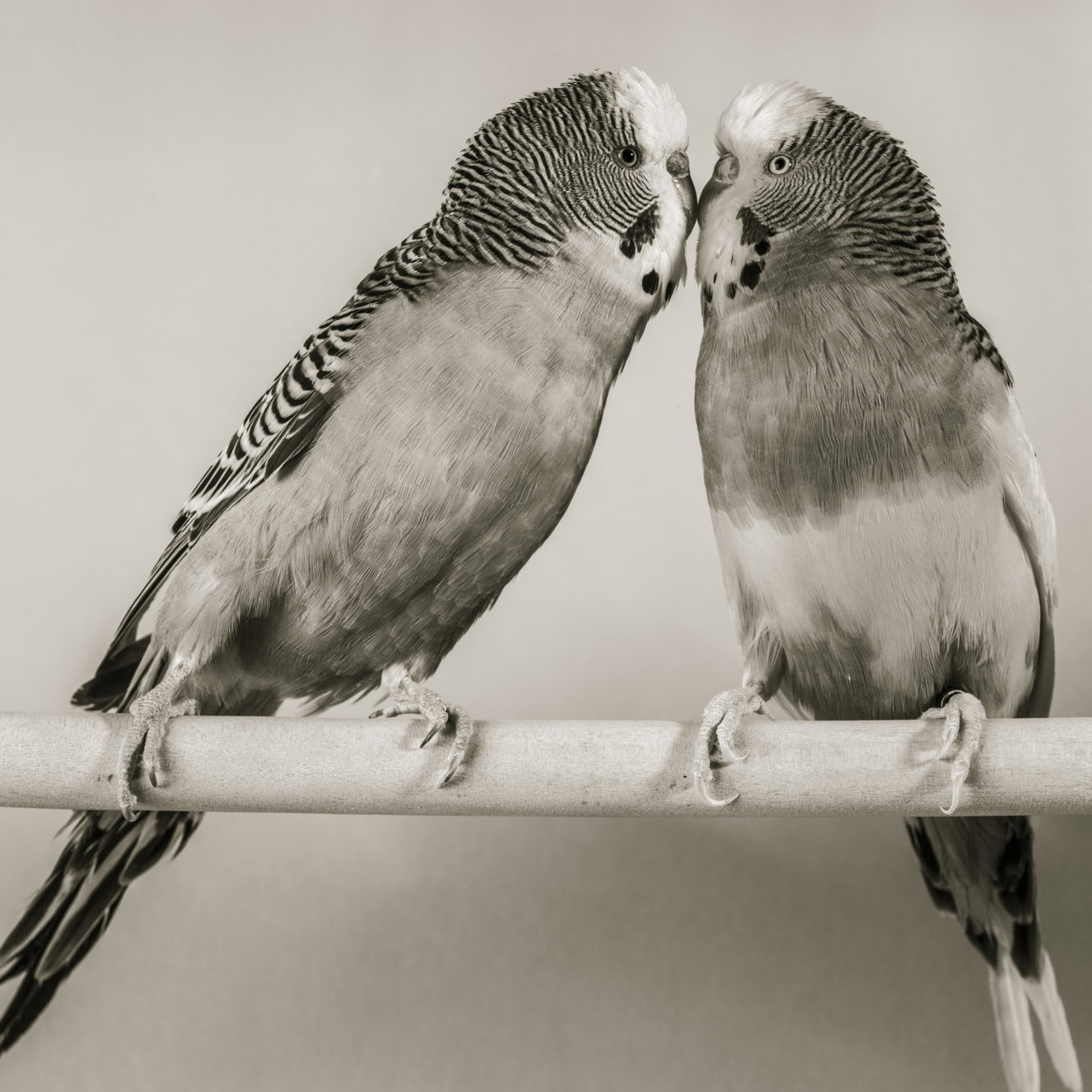 Lovebirds on a Perch Wall Mural