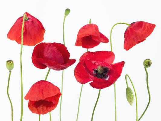 Crimson Poppy Field Wall Mural