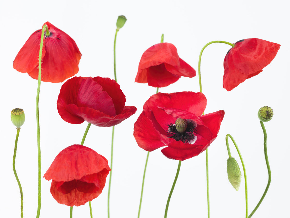 Crimson Poppy Field Wall Mural in your room