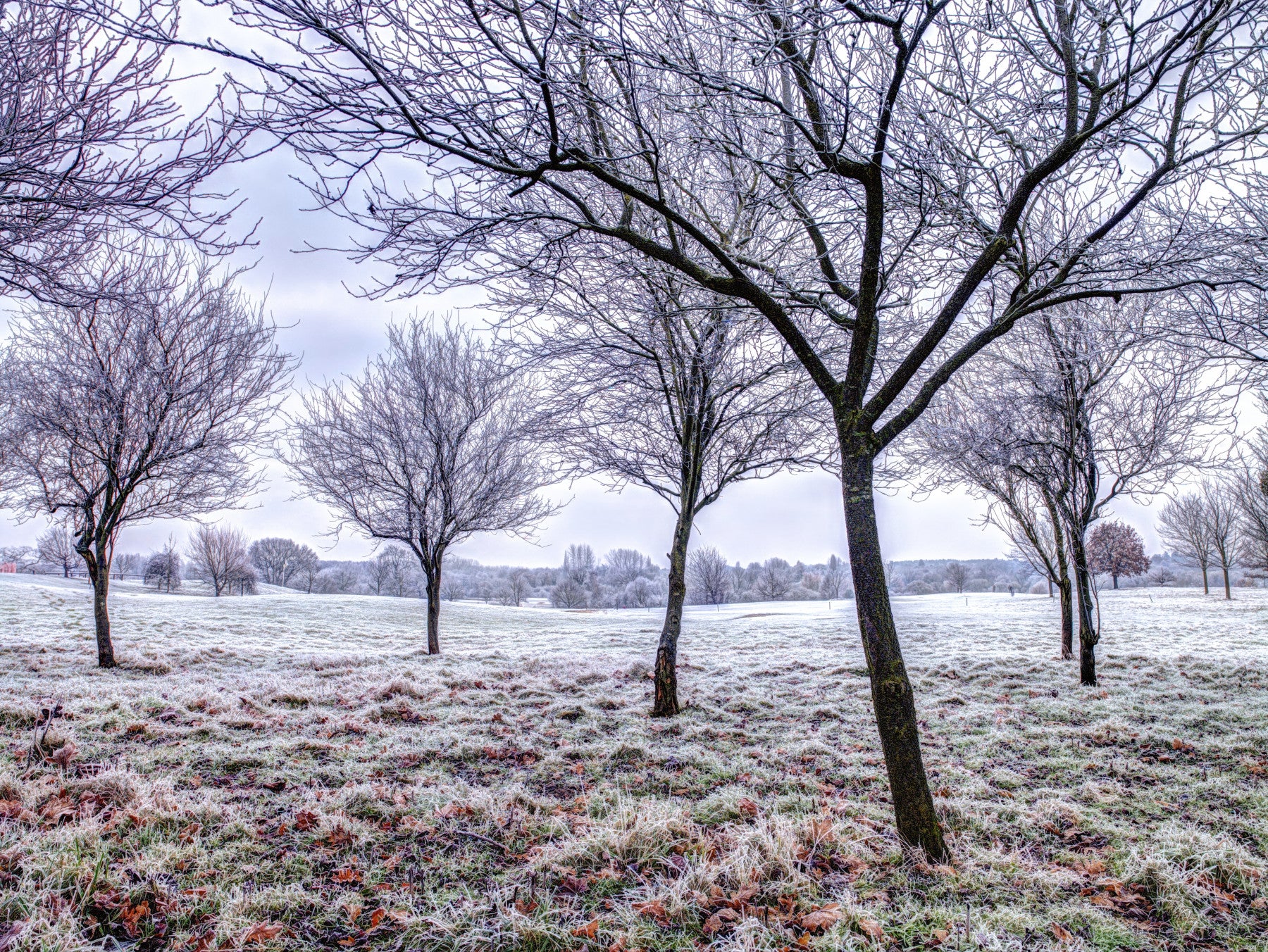 Whispering Winter Fields Wall Mural in your room — zoomed