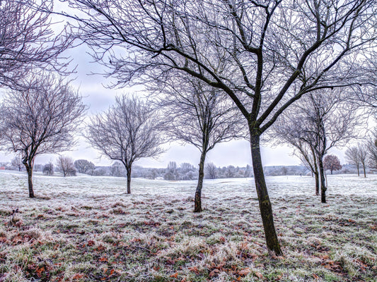 Whispering Winter Fields Wall Mural