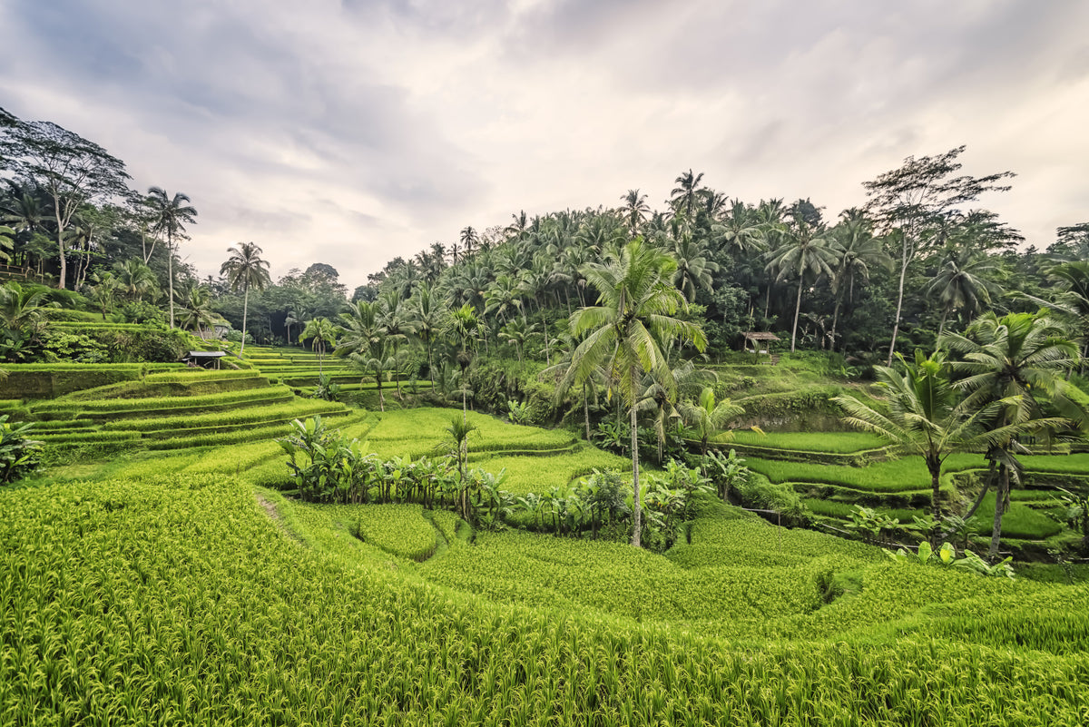 Bali Rice Terraces Wall Mural in your room