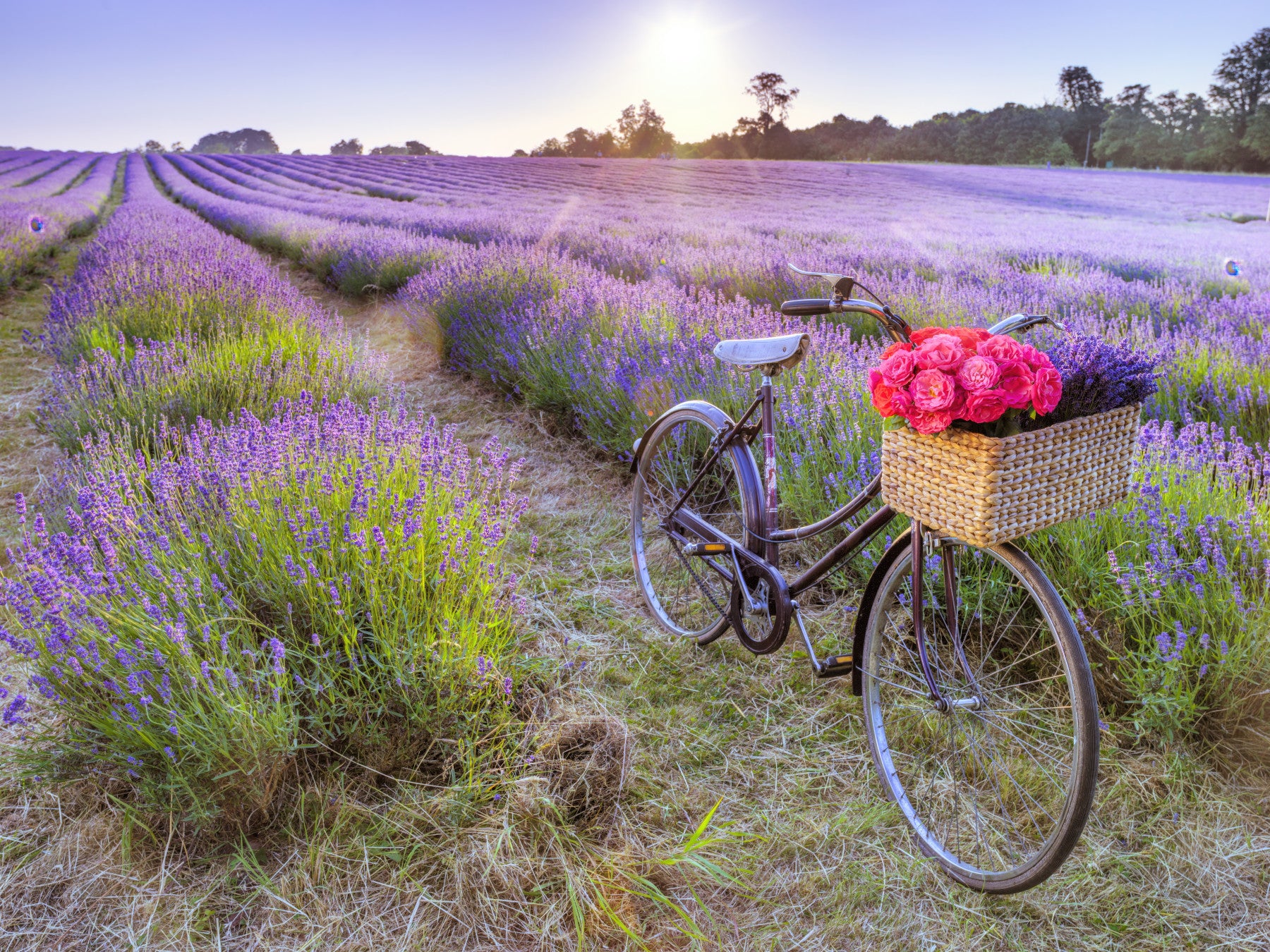 Wallpaper for walls featuring Bicycle in a Lavender Field, serene rustic scene.