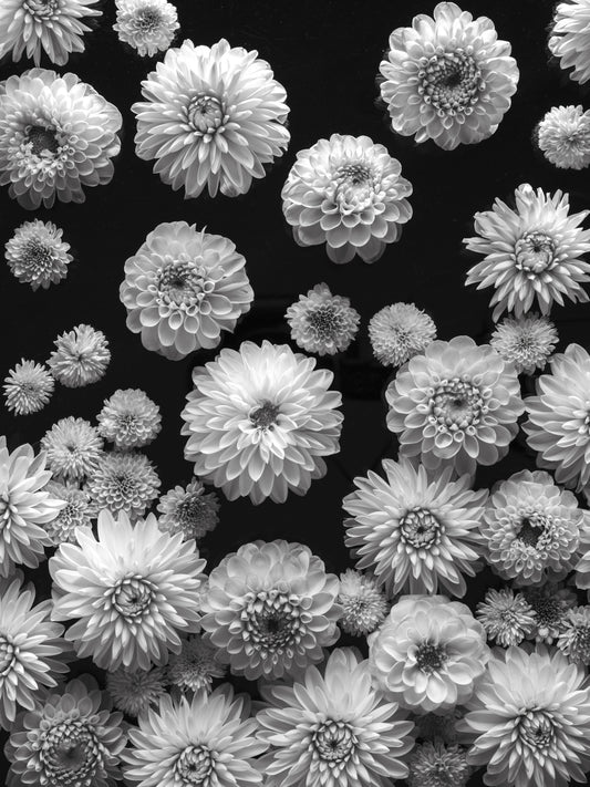 Dahlia Dreamscape Wall Mural