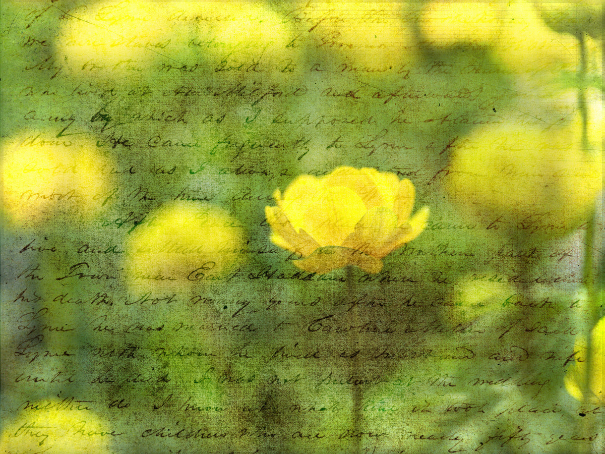 Golden Bloom Script Wall Mural