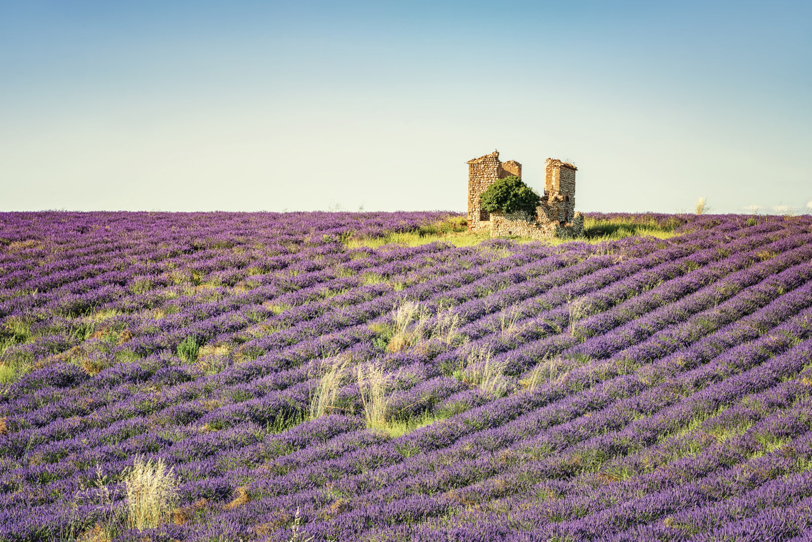 Lavender Field Sunset Wall Mural