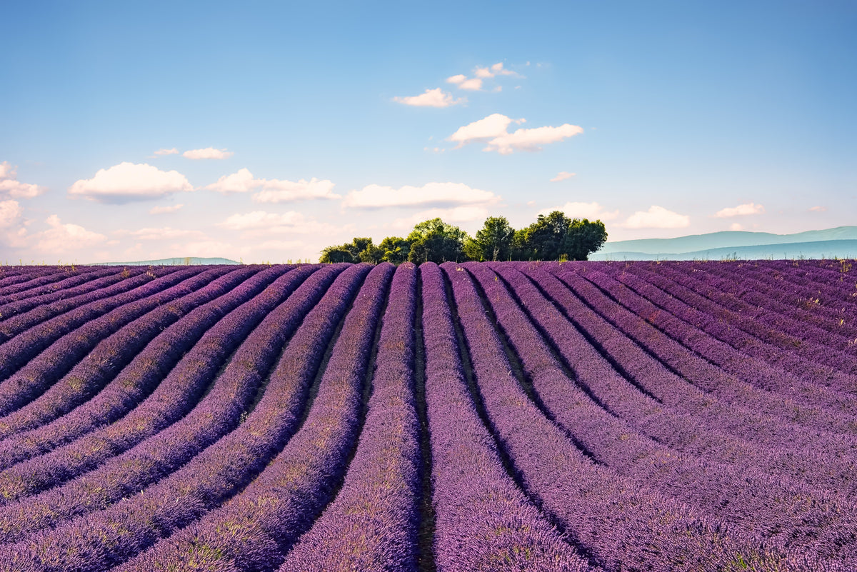Provence's Purple Haze Wall Mural in your room