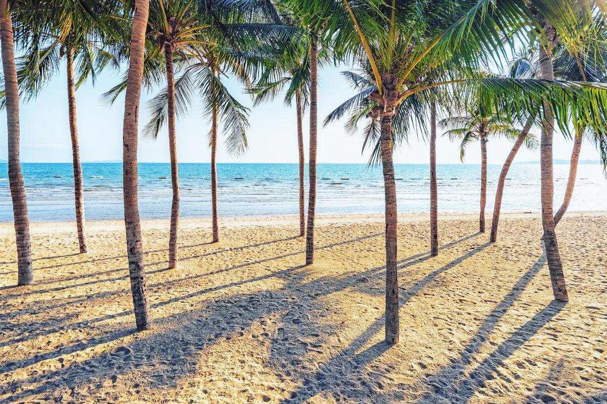 Beach Palm Paradise Wall Mural in your room